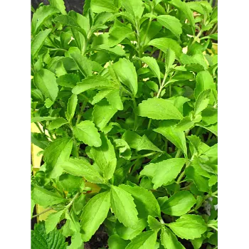 Natural Stevia Plants